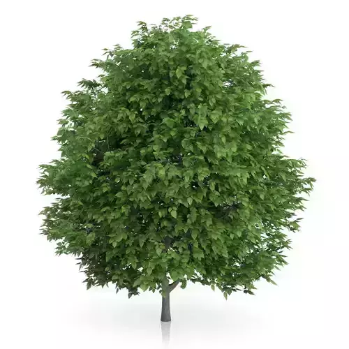 Cigar Tree Catalpa bignonioides 3D model