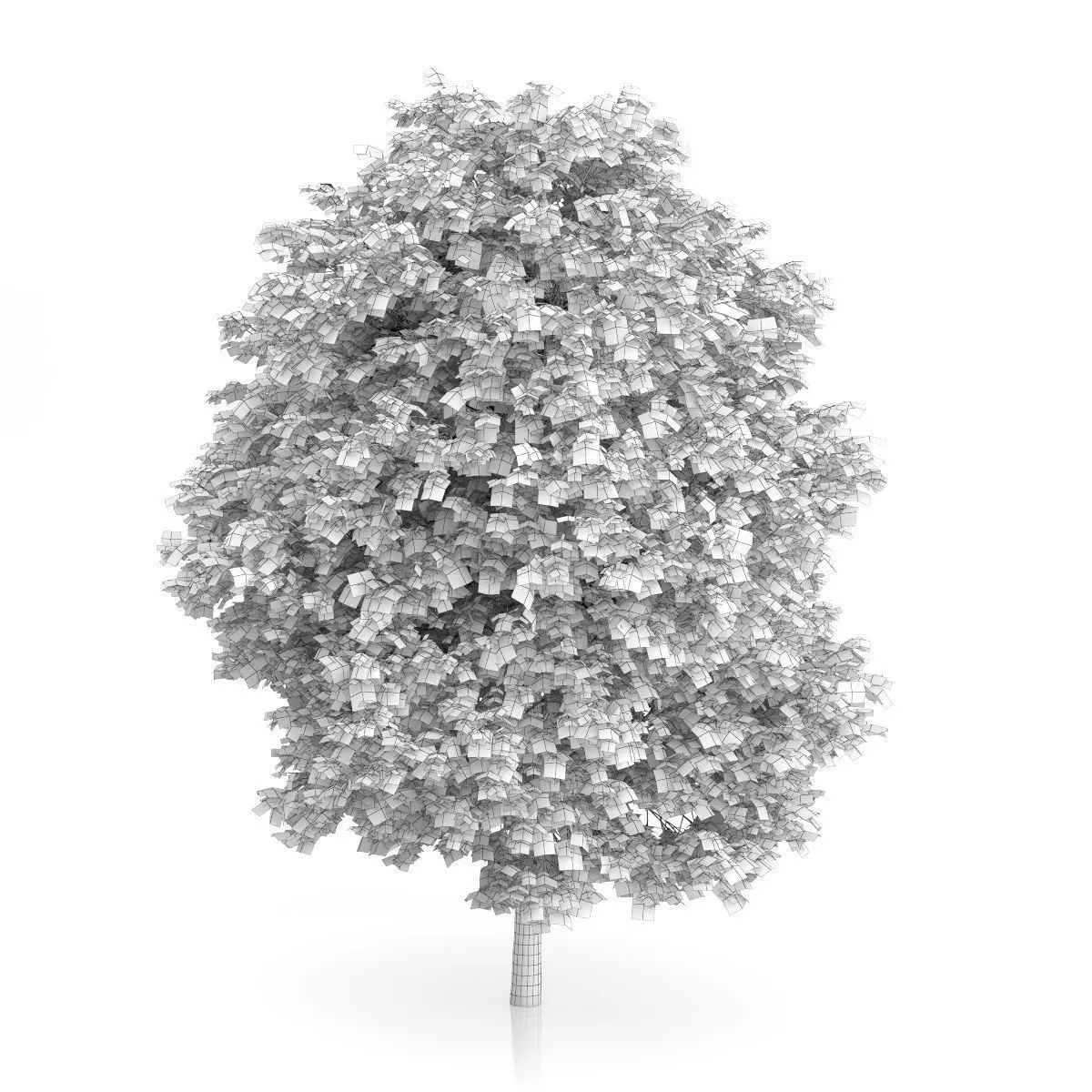 Cigar Tree Catalpa bignonioides 3D model_3