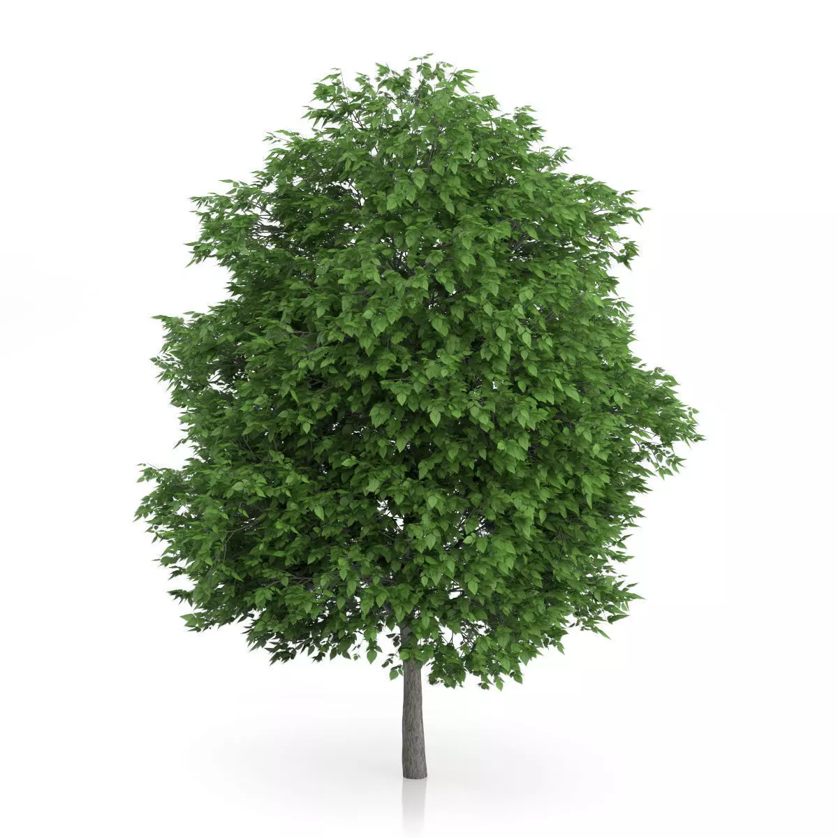 Cigar Tree Catalpa bignonioides 3D model_0