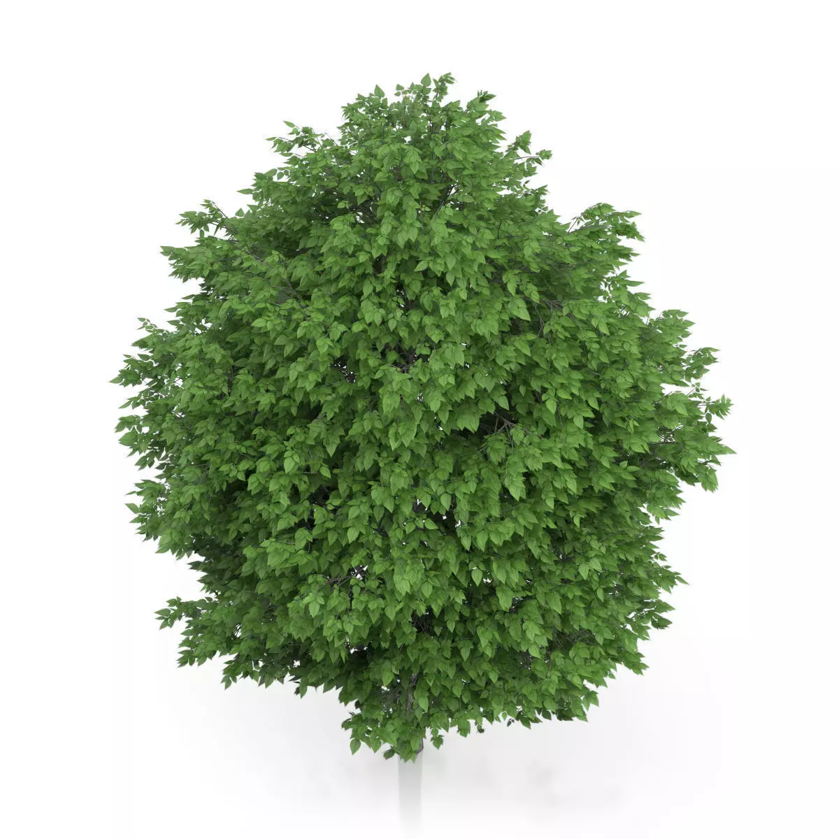 Cigar Tree Catalpa bignonioides 3D model_4