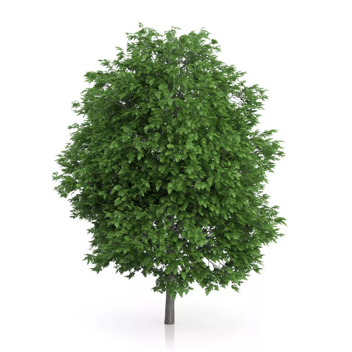 Cigar Tree Catalpa bignonioides 3D model_2