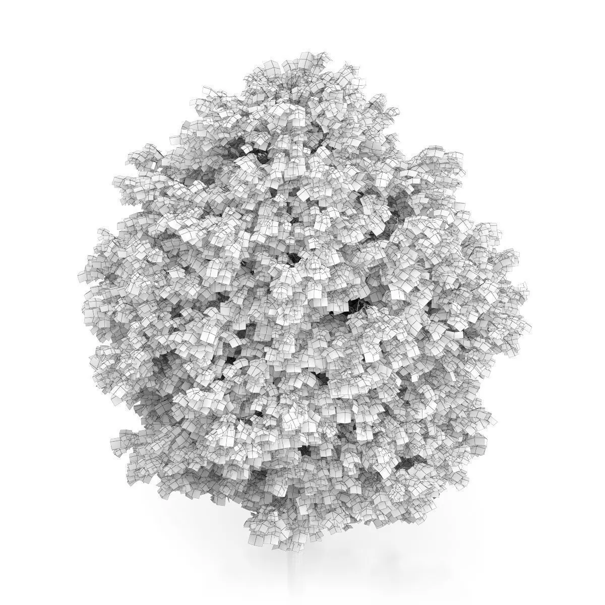 Cigar Tree Catalpa bignonioides 3D model_5