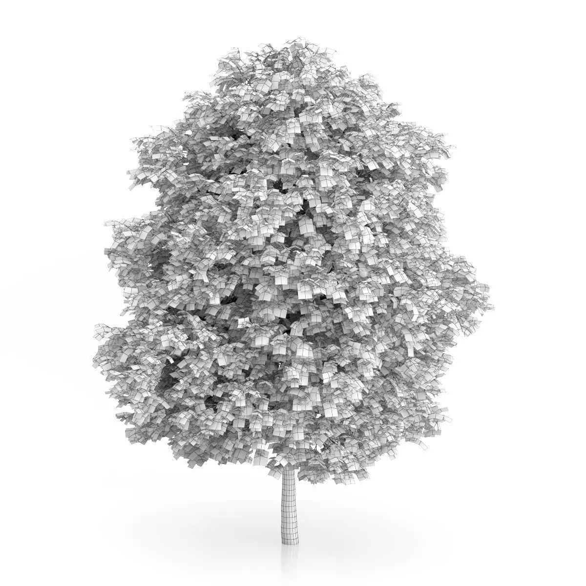 Cigar Tree Catalpa bignonioides 3D model_1