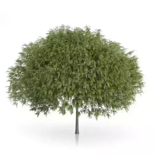 Staghorn Sumac Tree Rhus typhina 3D model