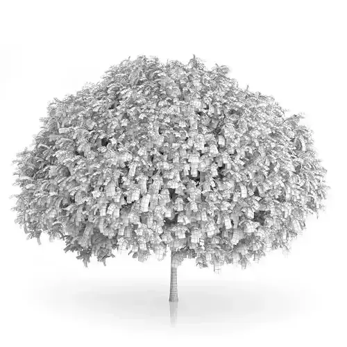 Staghorn Sumac Tree Rhus typhina