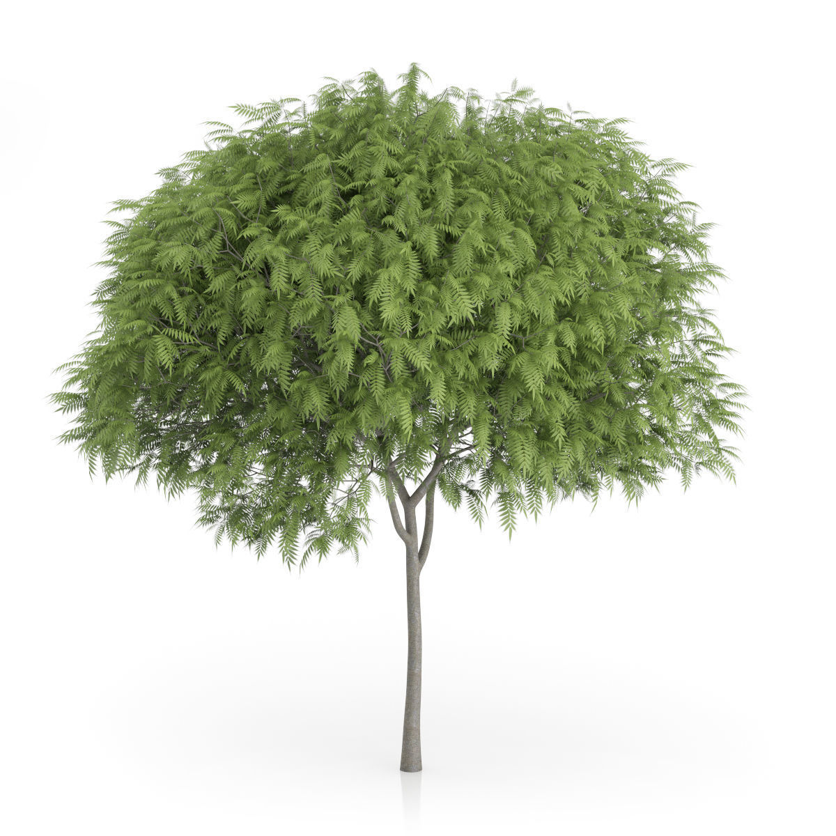 Staghorn Sumac Tree Rhus typhina