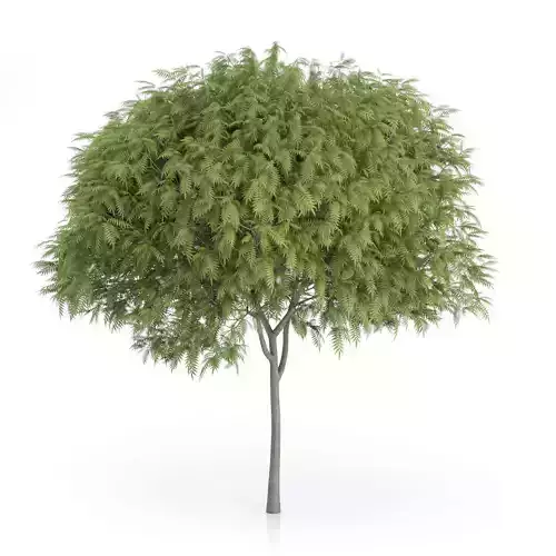 Staghorn Sumac Tree Rhus typhina 3D model