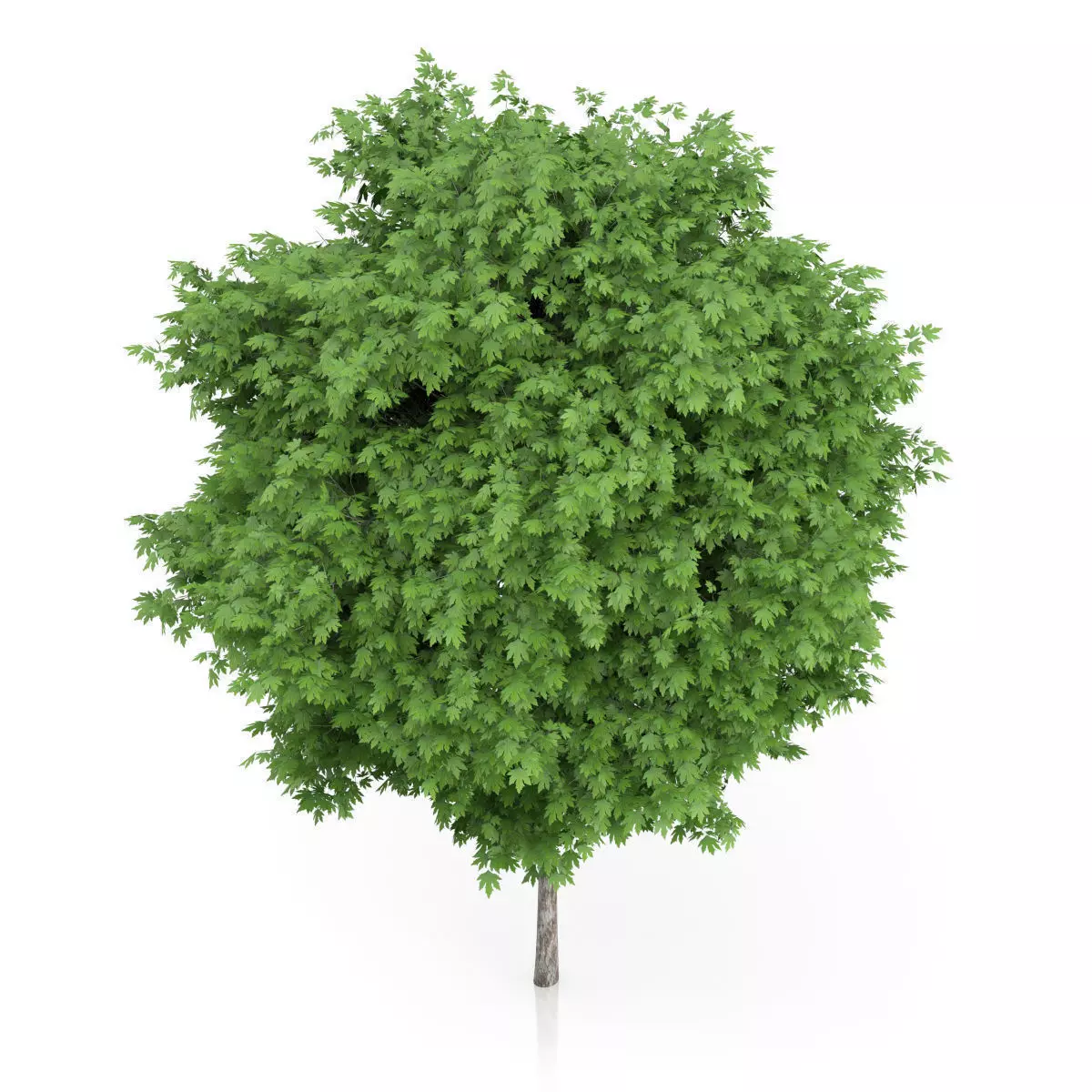 London Plane Tree Platanus acerifolia 3D model_4