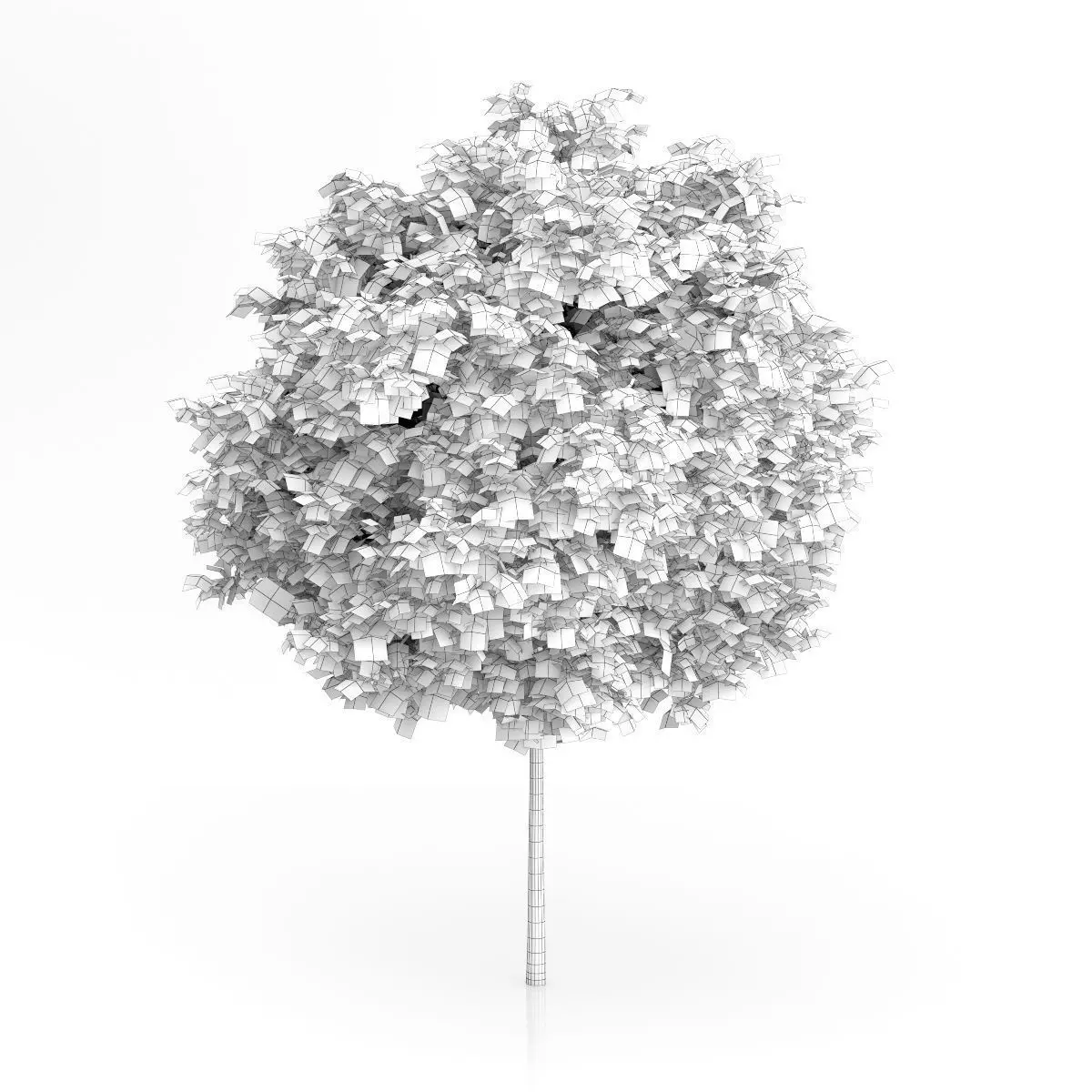 London Plane Tree Platanus acerifolia 3D model_1