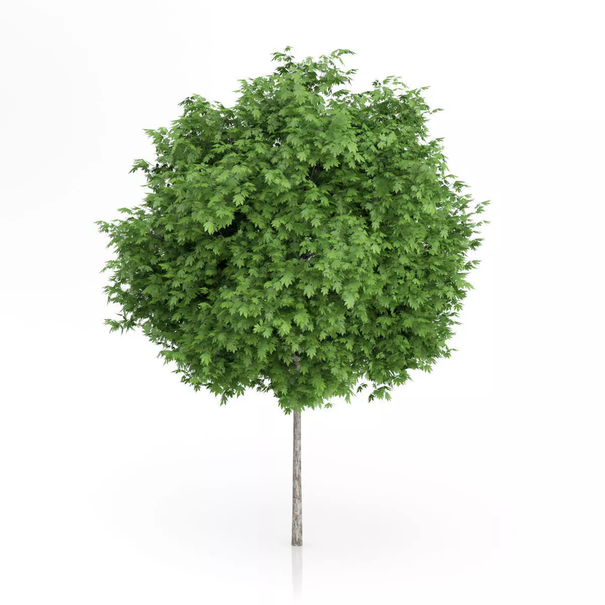 London Plane Tree Platanus acerifolia 3D model_0