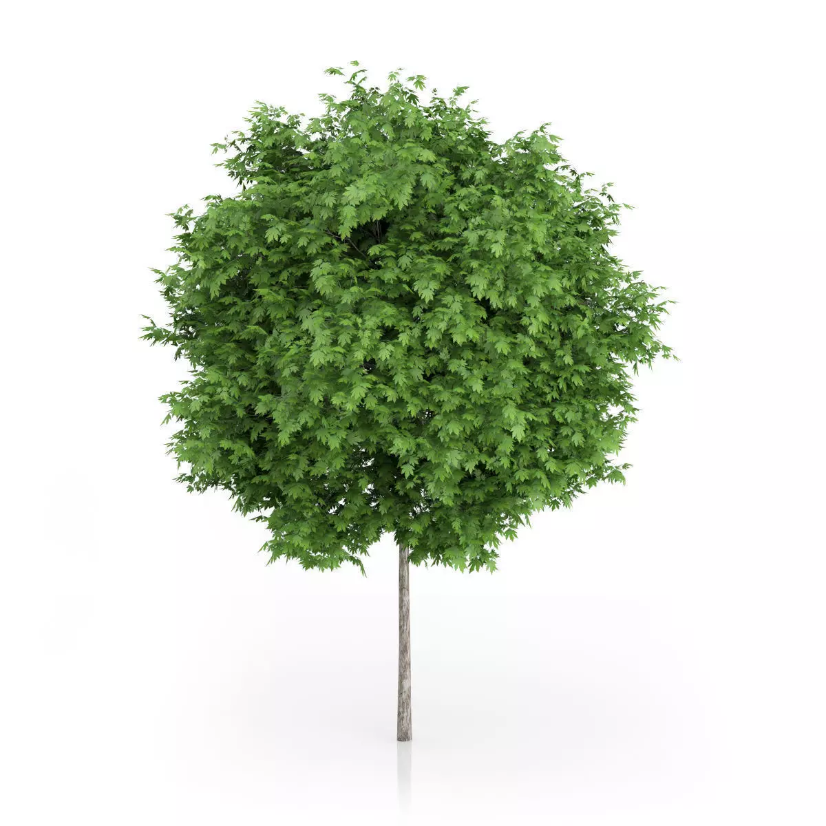 London Plane Tree Platanus acerifolia 3D model_2