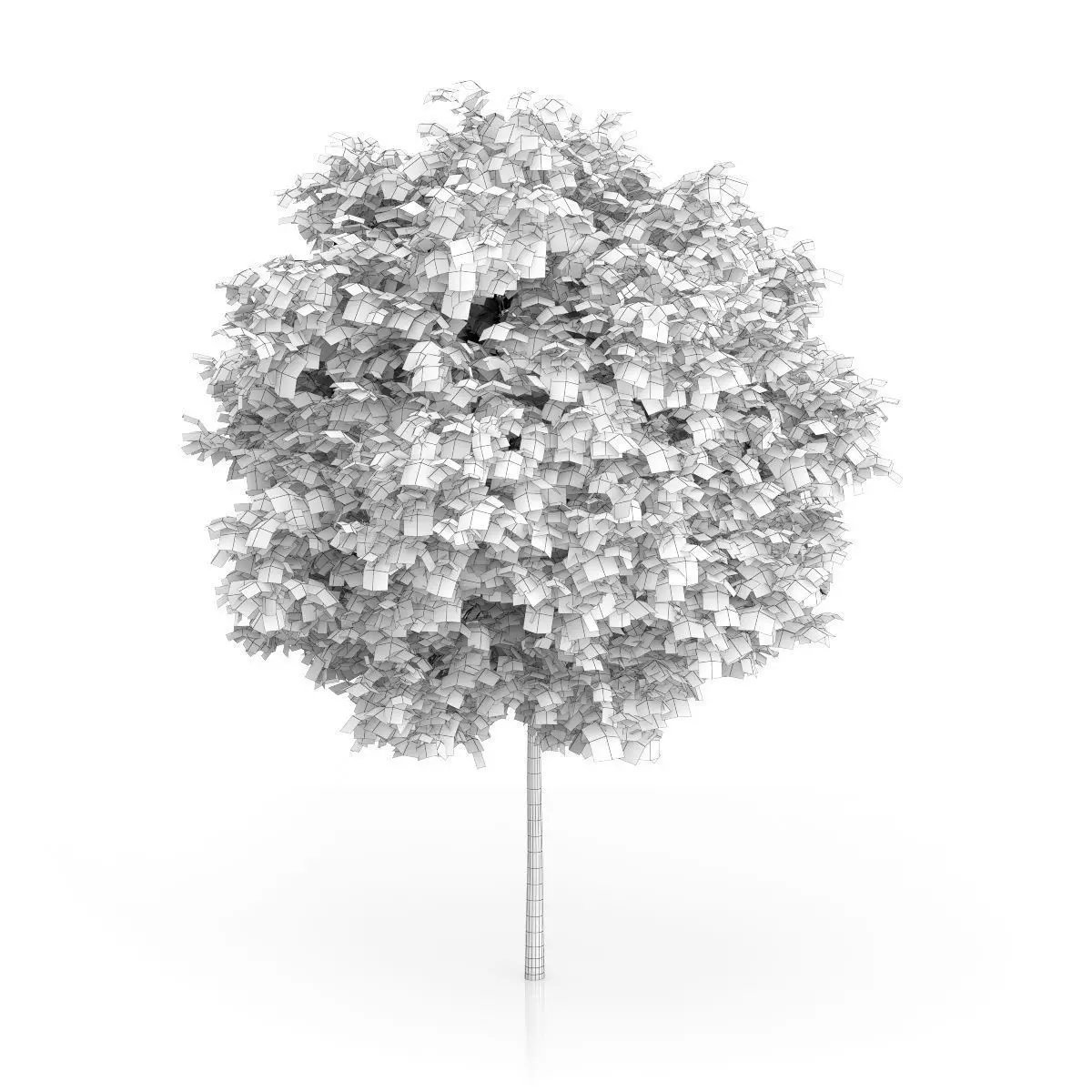 London Plane Tree Platanus acerifolia 3D model_3