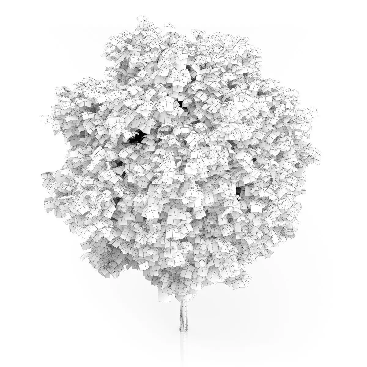 London Plane Tree Platanus acerifolia 3D model_5