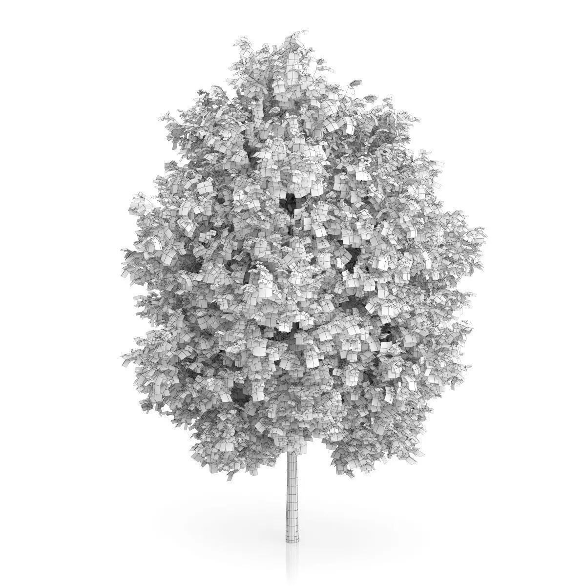 London Plane Tree Platanus acerifolia 3D model_3