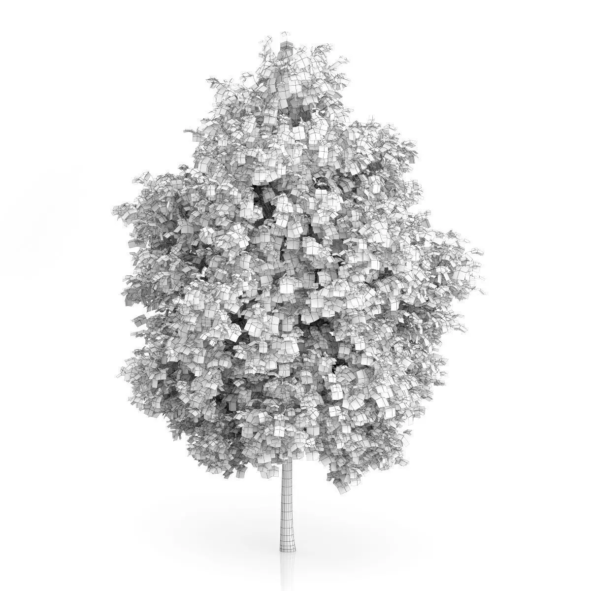 London Plane Tree Platanus acerifolia 3D model_1