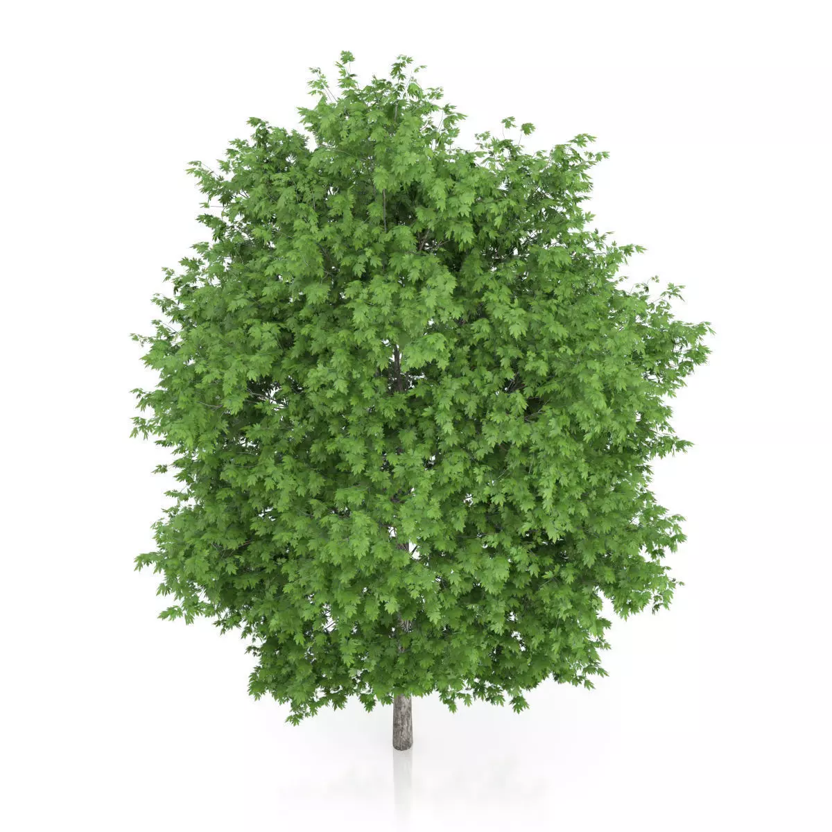 London Plane Tree Platanus acerifolia 3D model_4