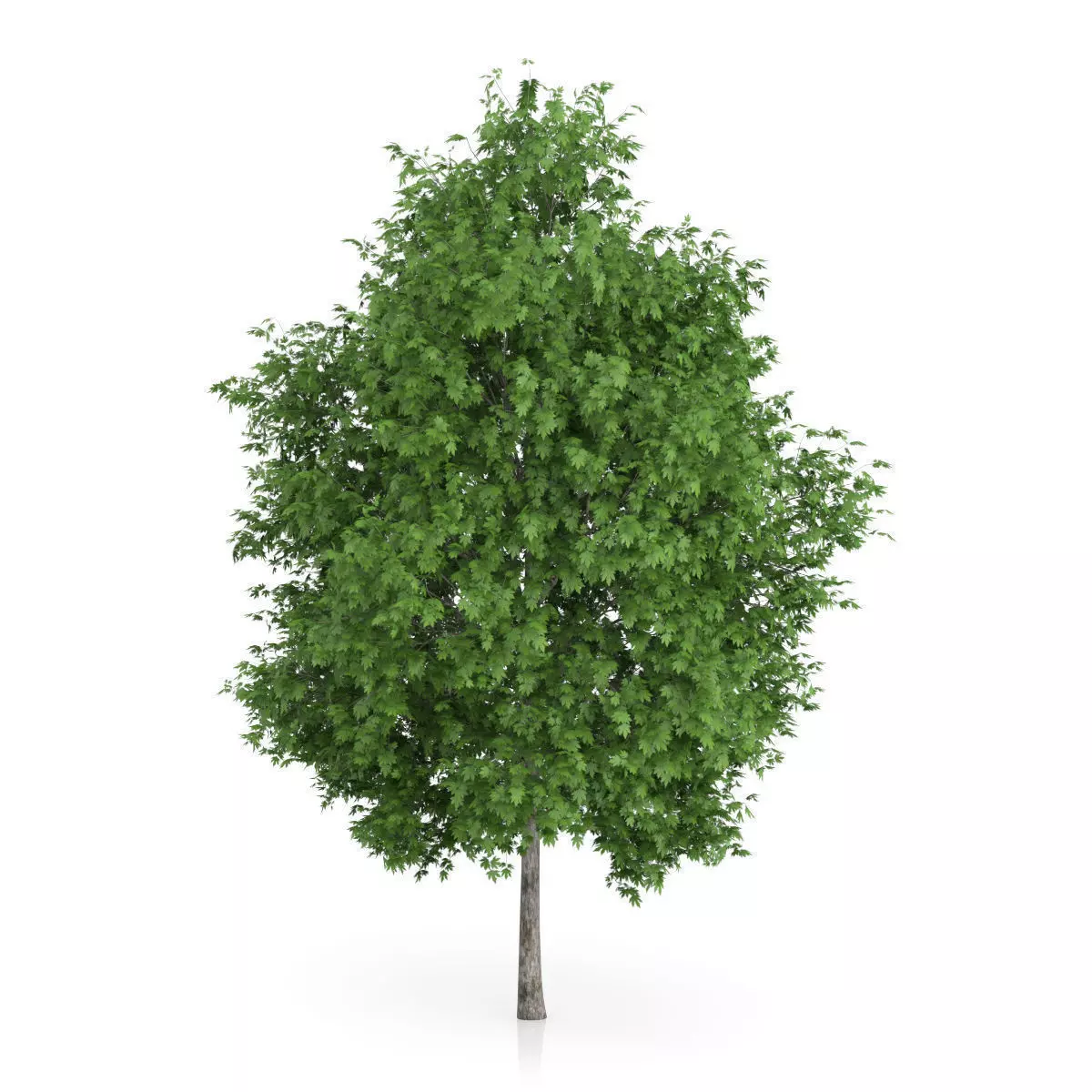 London Plane Tree Platanus acerifolia 3D model_0