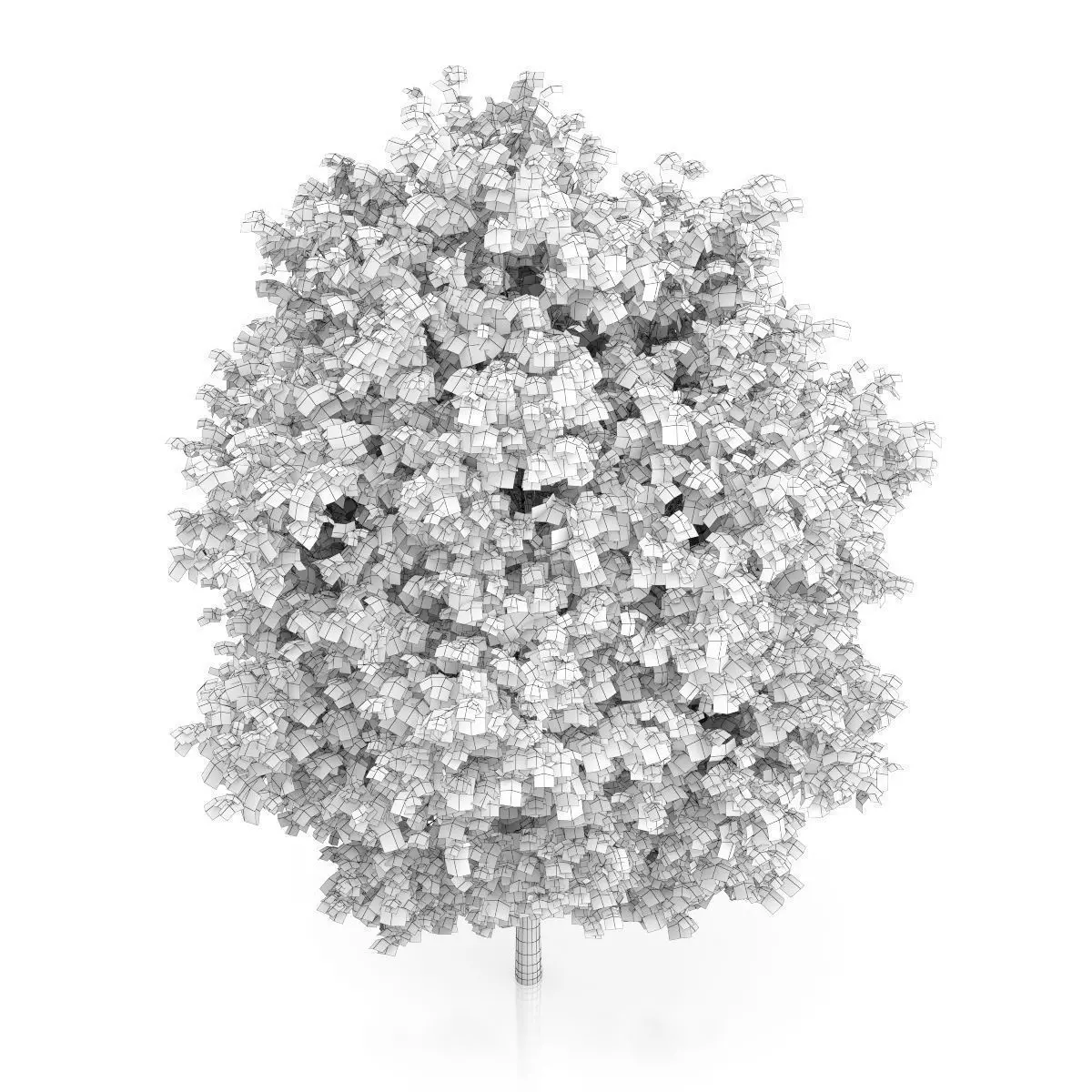 London Plane Tree Platanus acerifolia 3D model_5