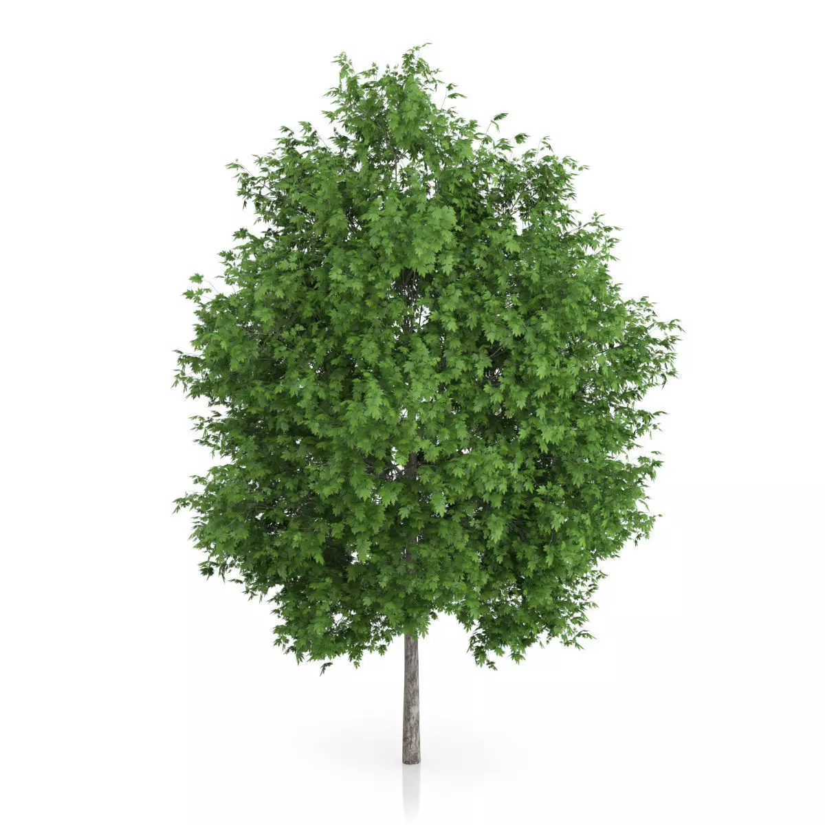 London Plane Tree Platanus acerifolia 3D model_2