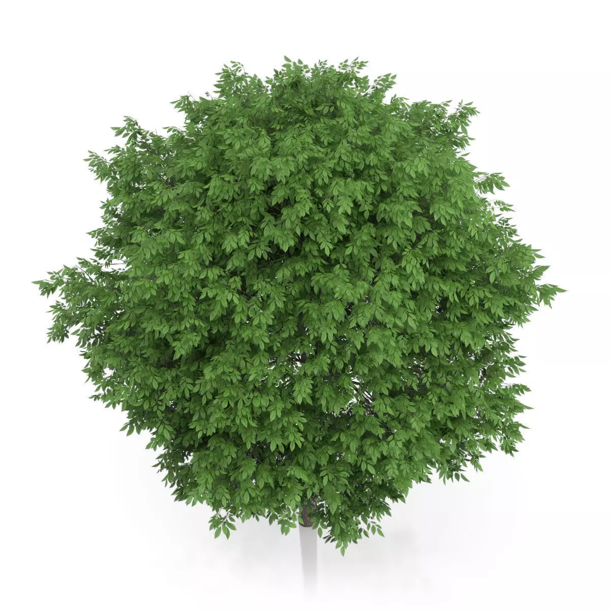 Common Walnut Tree Juglans regia 3D model_4