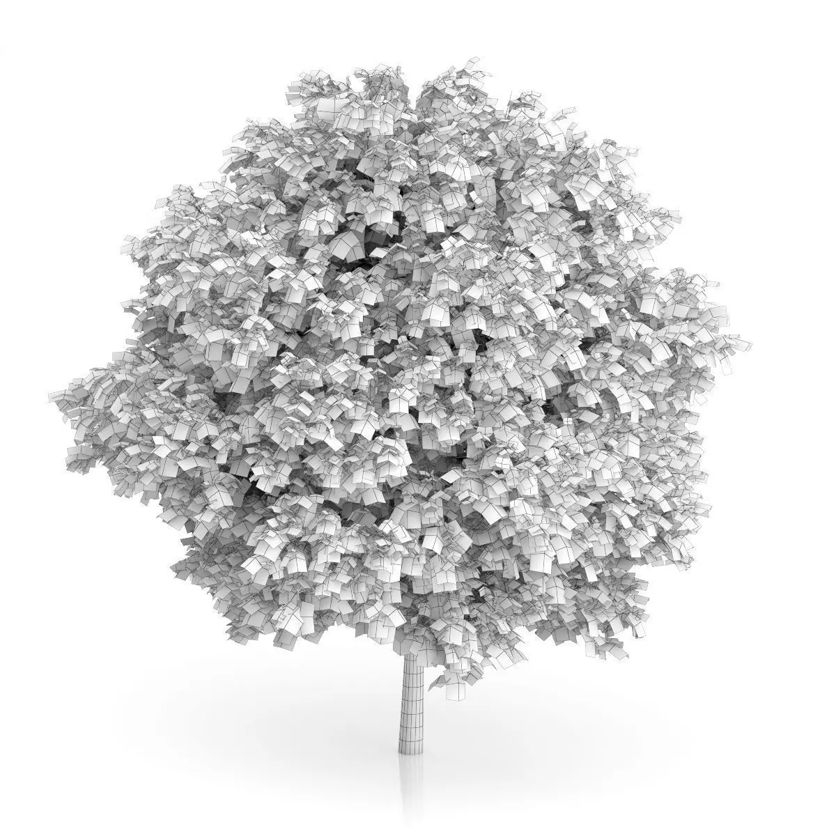 Common Walnut Tree Juglans regia 3D model_3