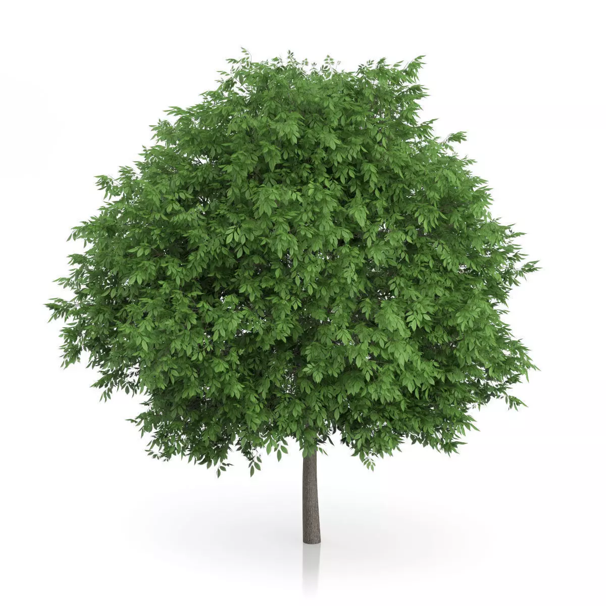 Common Walnut Tree Juglans regia 3D model_0