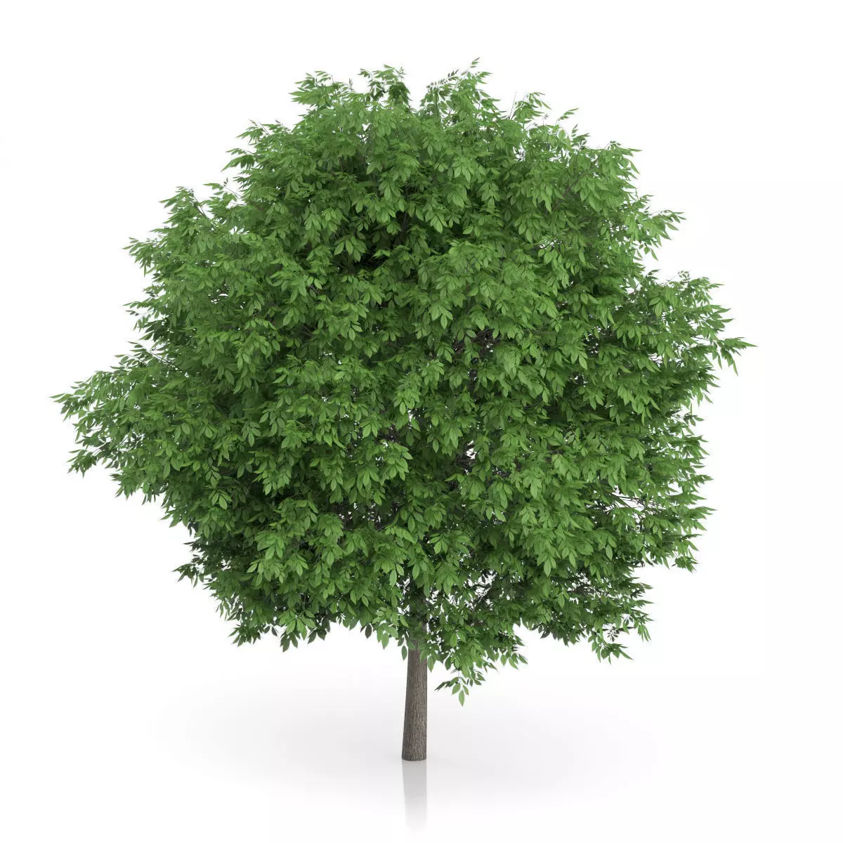 Common Walnut Tree Juglans regia 3D model_2
