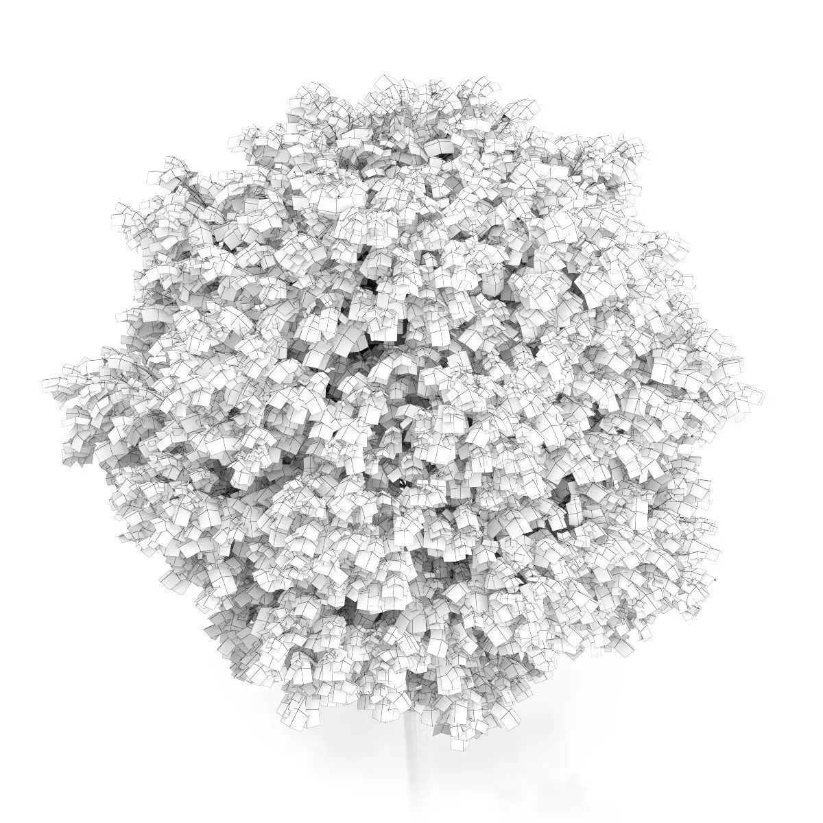 Common Walnut Tree Juglans regia 3D model_5