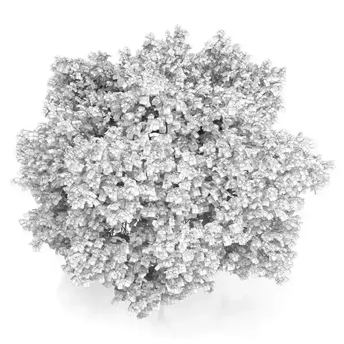 Common Walnut Tree Juglans regia