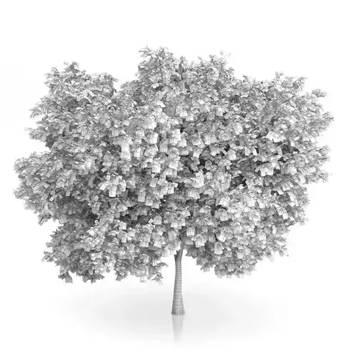 Common Walnut Tree Juglans regia