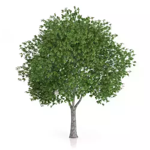 London Plane Tree Platanus acerifolia 3D model