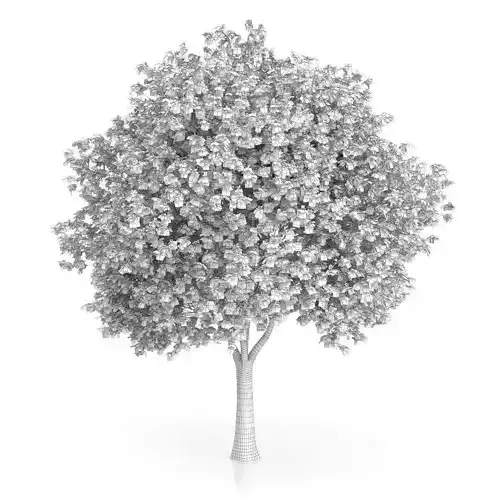 London Plane Tree Platanus acerifolia