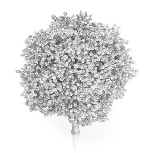 London Plane Tree Platanus acerifolia