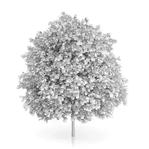 Common Walnut Tree Juglans regia