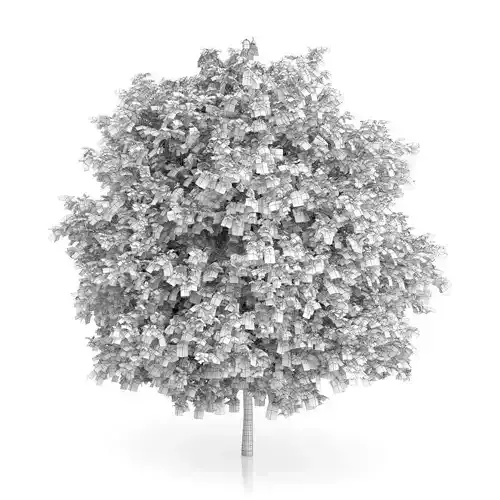 Common Walnut Tree Juglans regia