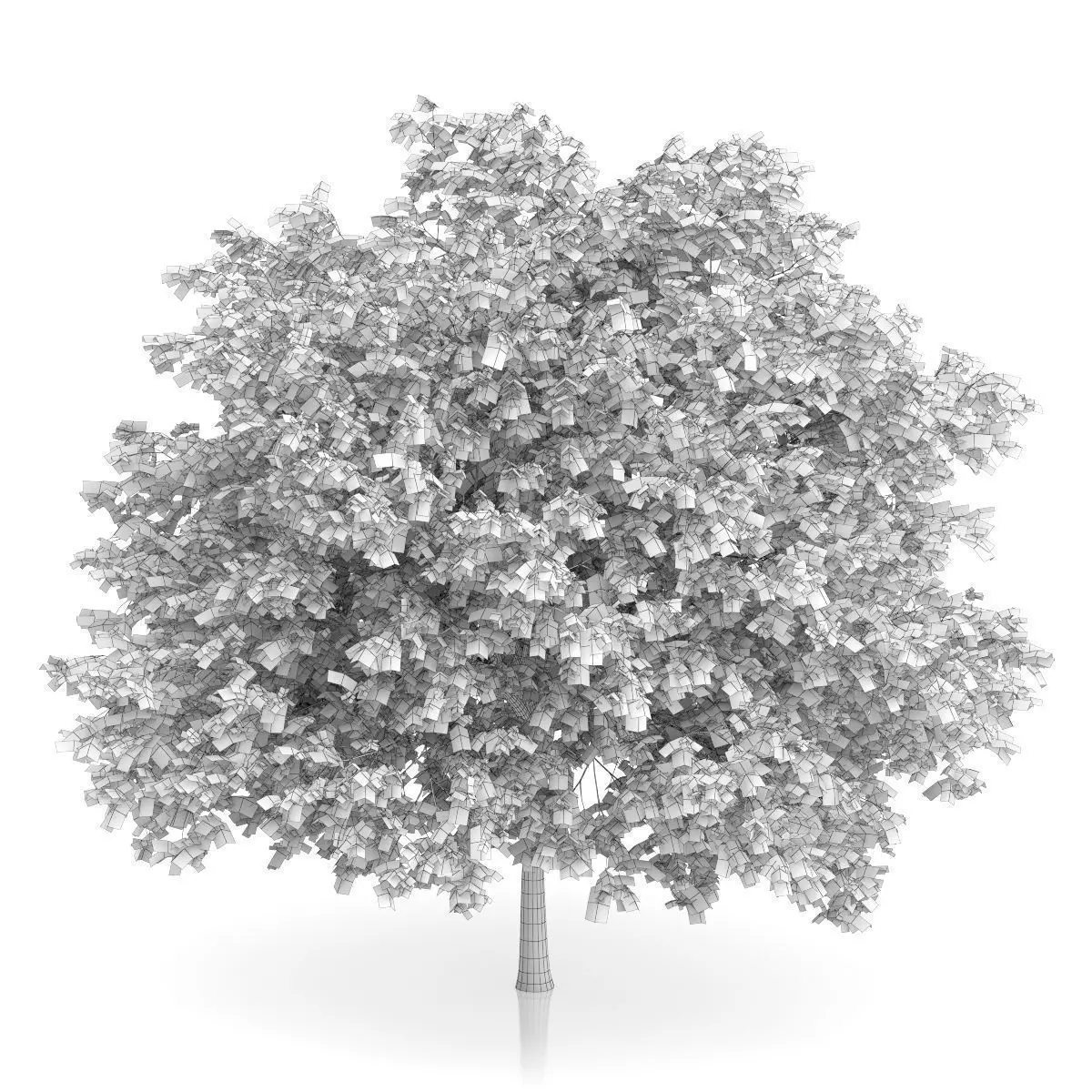 Maidenhair Tree Ginkgo biloba 3D model_3