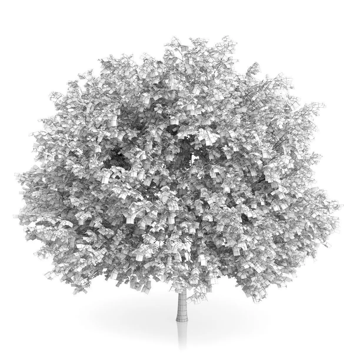 Maidenhair Tree Ginkgo biloba 3D model_1
