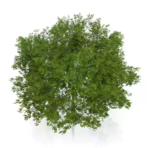 Maidenhair Tree Ginkgo biloba