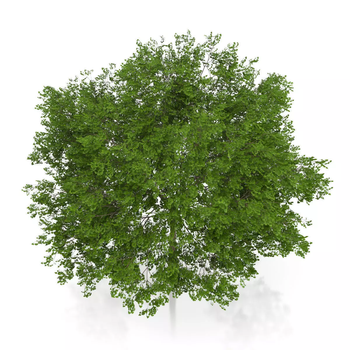 Maidenhair Tree Ginkgo biloba 3D model_4