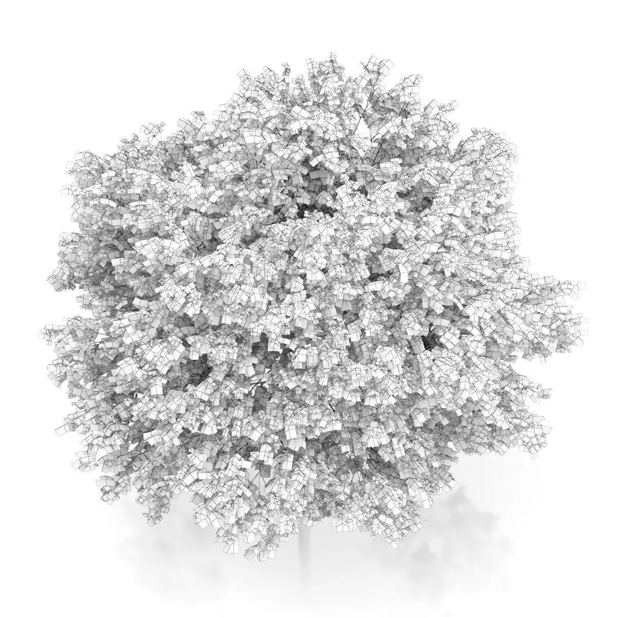 Maidenhair Tree Ginkgo biloba 3D model_5