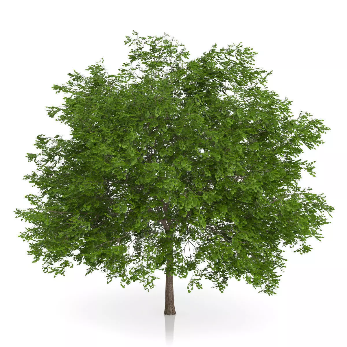 Maidenhair Tree Ginkgo biloba 3D model_2