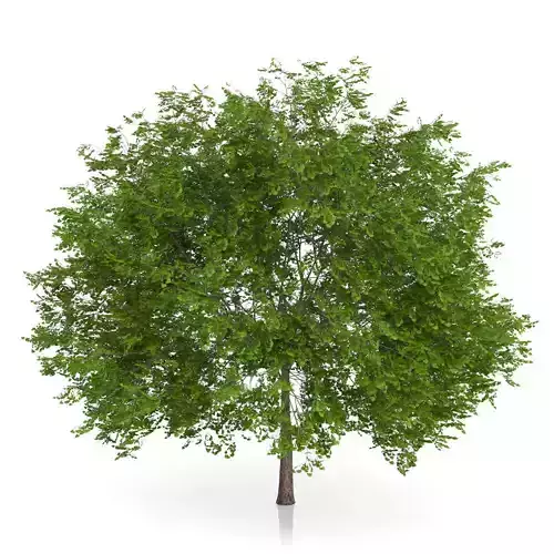 Maidenhair Tree Ginkgo biloba 3D model