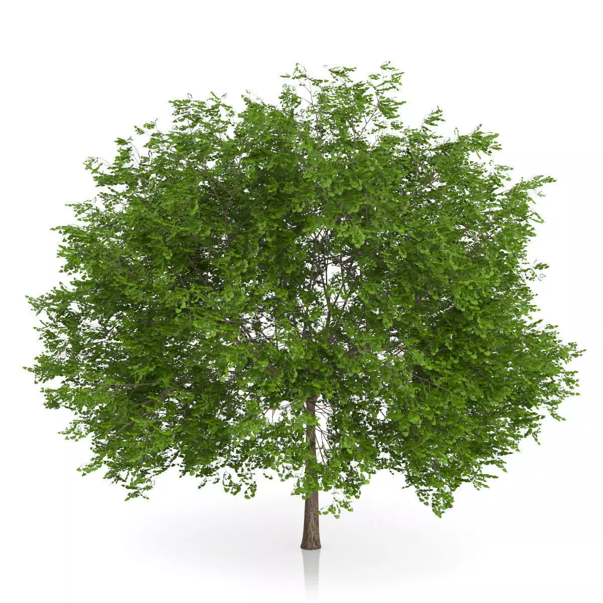 Maidenhair Tree Ginkgo biloba 3D model_0