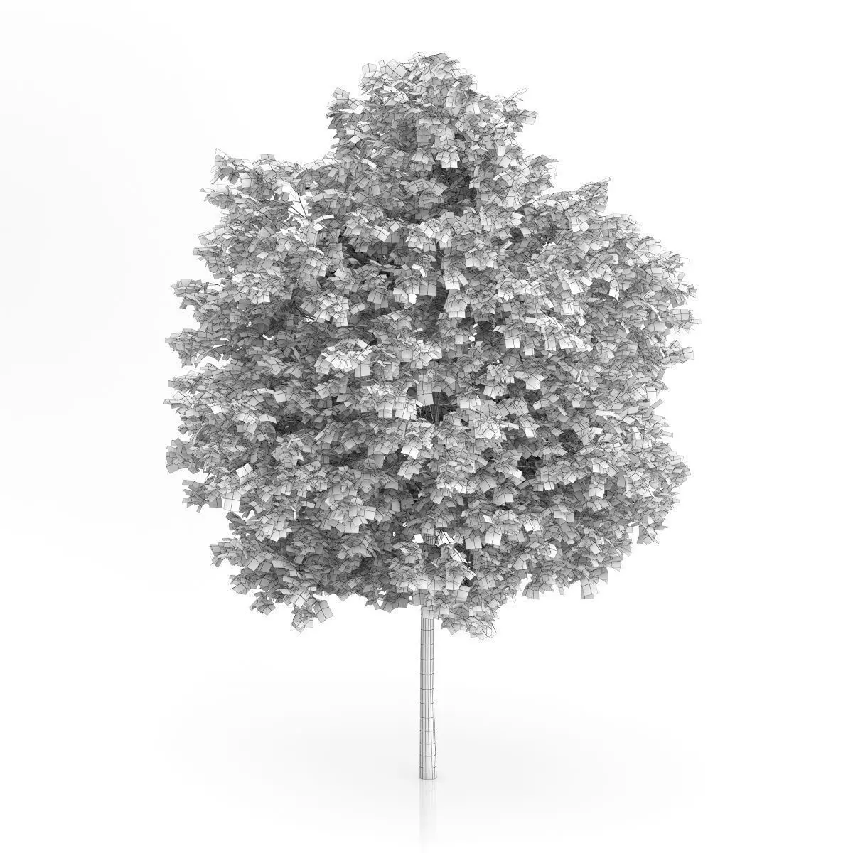 Maidenhair Tree Ginkgo biloba 3D model_3