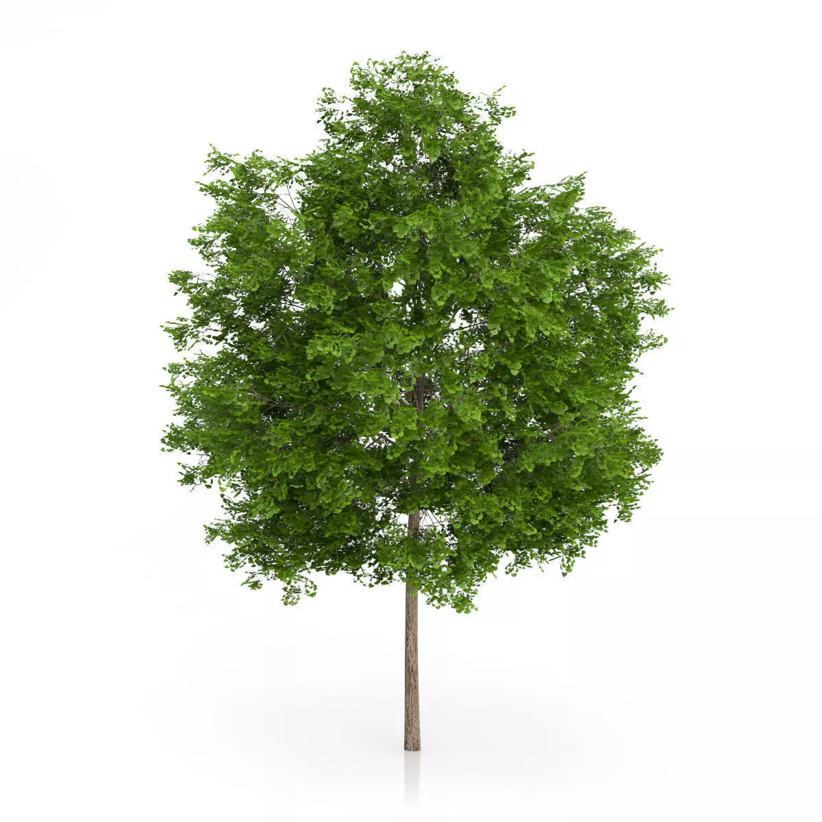 Maidenhair Tree Ginkgo biloba 3D model_2