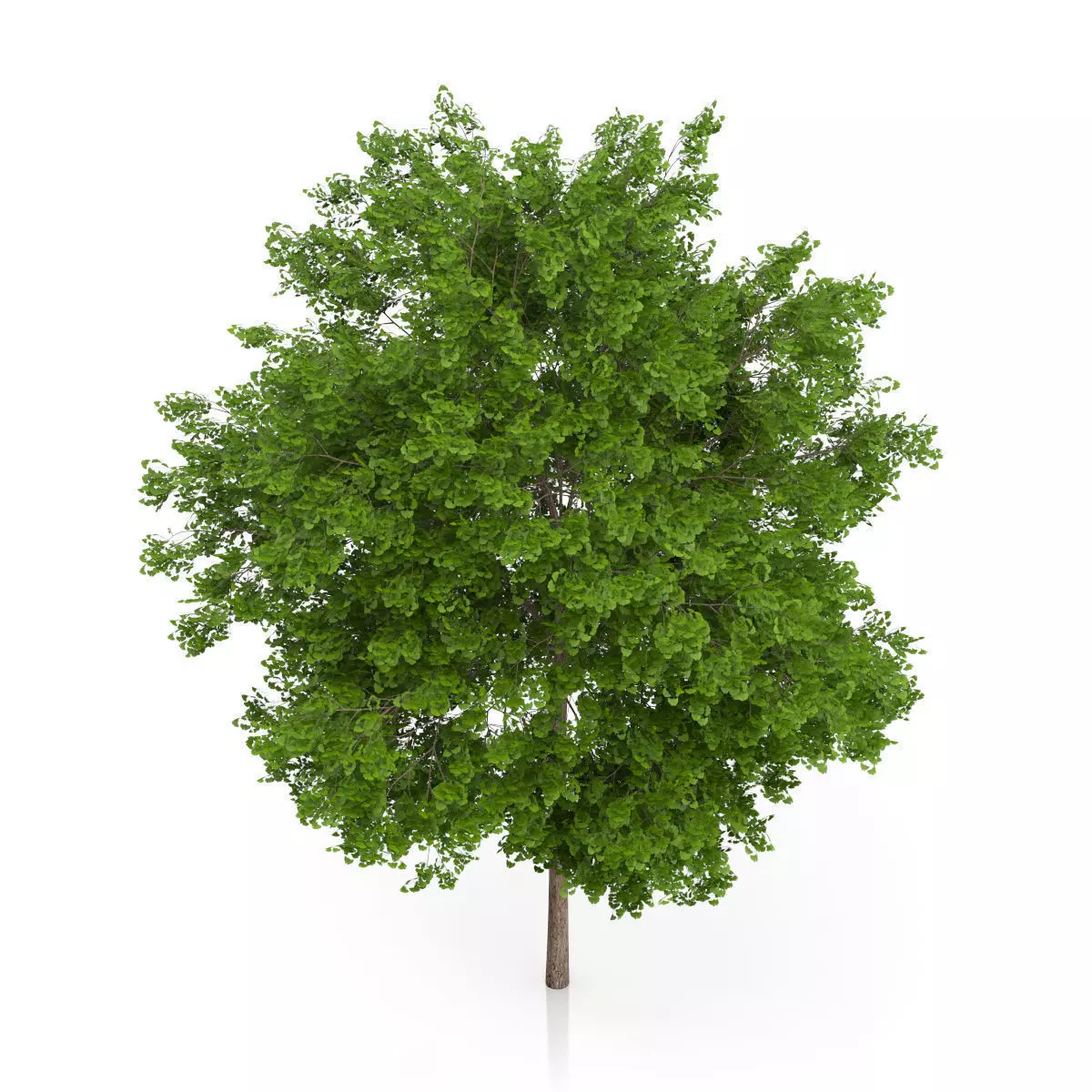 Maidenhair Tree Ginkgo biloba 3D model_4