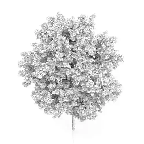 Maidenhair Tree Ginkgo biloba