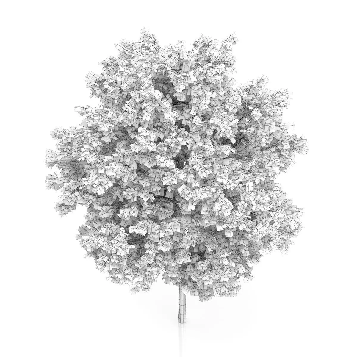 Maidenhair Tree Ginkgo biloba 3D model_5