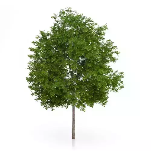 Maidenhair Tree Ginkgo biloba 3D model
