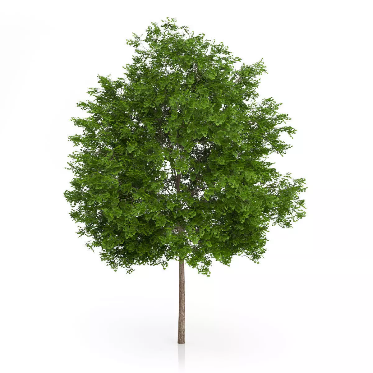 Maidenhair Tree Ginkgo biloba 3D model_0
